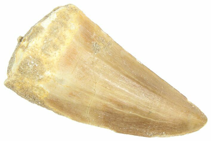 Fossil Mosasaur (Hainosaurus) Tooth - Morocco #364142